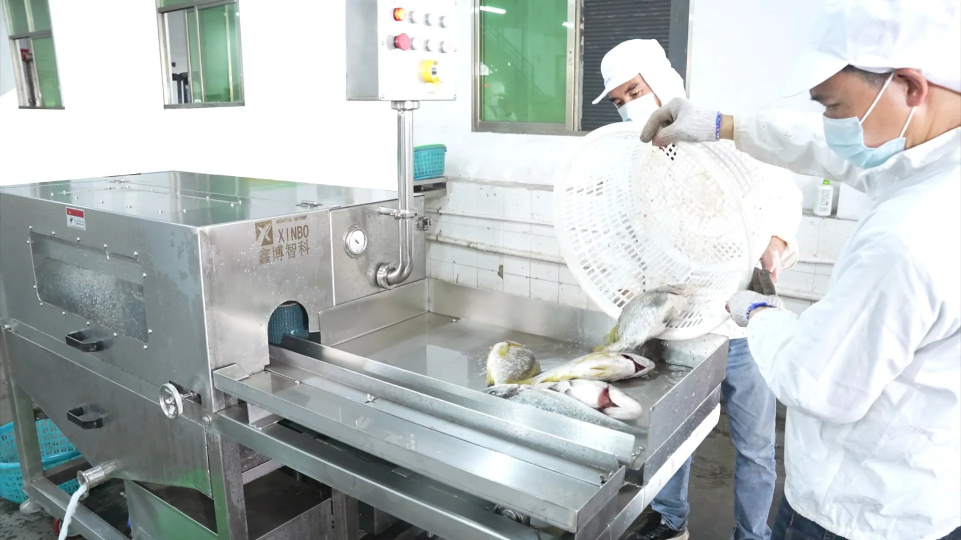 Fish moving along the processing line