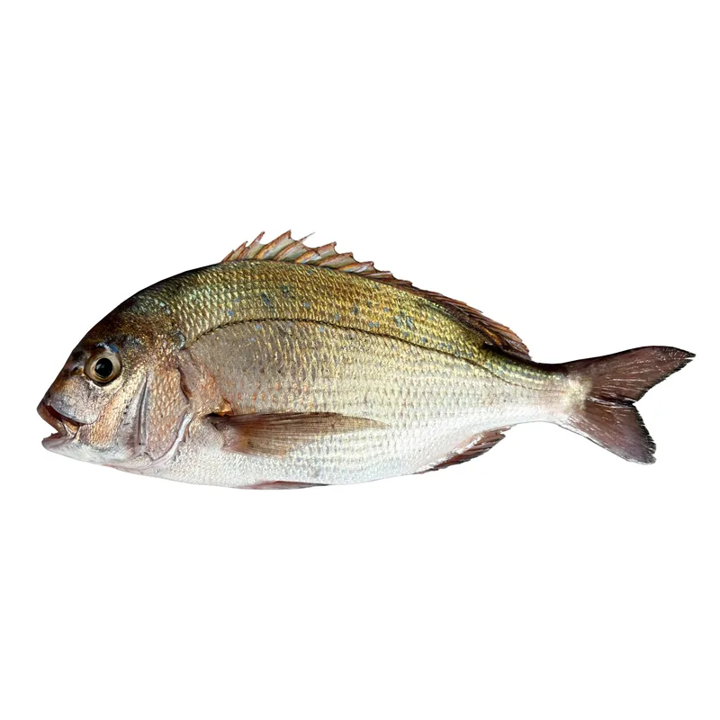 Red Seabream