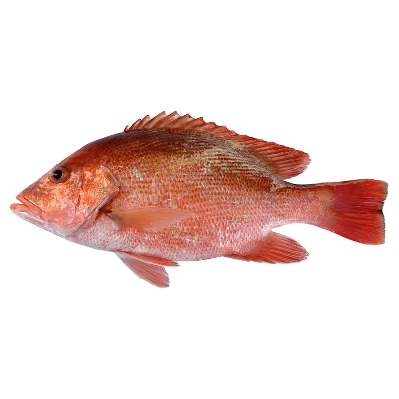 Crimson Seabream — photo 1