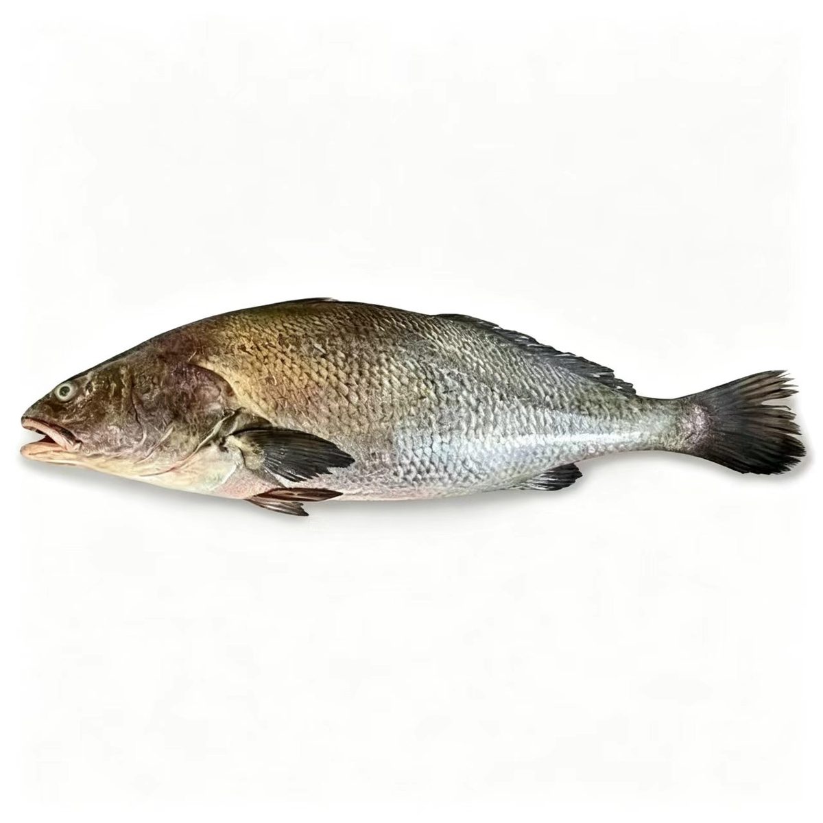 Miichthys Miiuy — photo 1