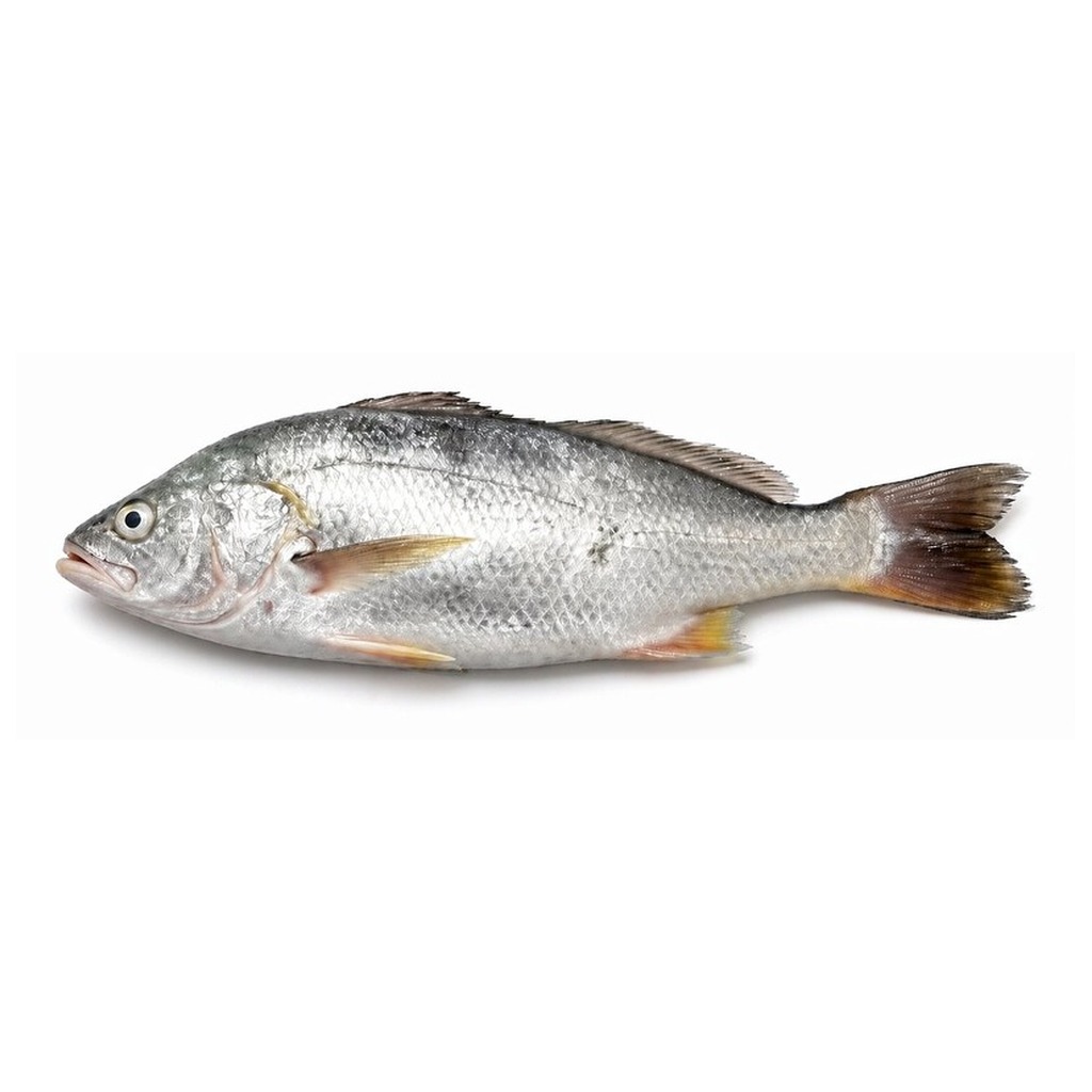 White Croaker — photo 1