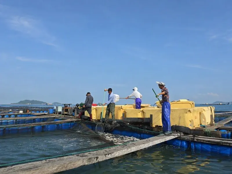Crew harvesting fish on floating raft cages at sea